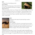 Animal Myth Busters Reading Comprehension Worksheets WorksheetsCity